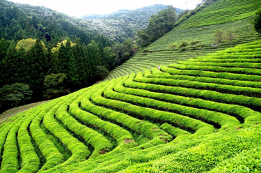 Assam (1)